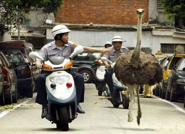 chet cuoi voi nhung con nguoi hai huoc hinh anh 13