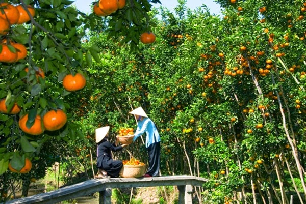 Ngày mới ở Phong Điền