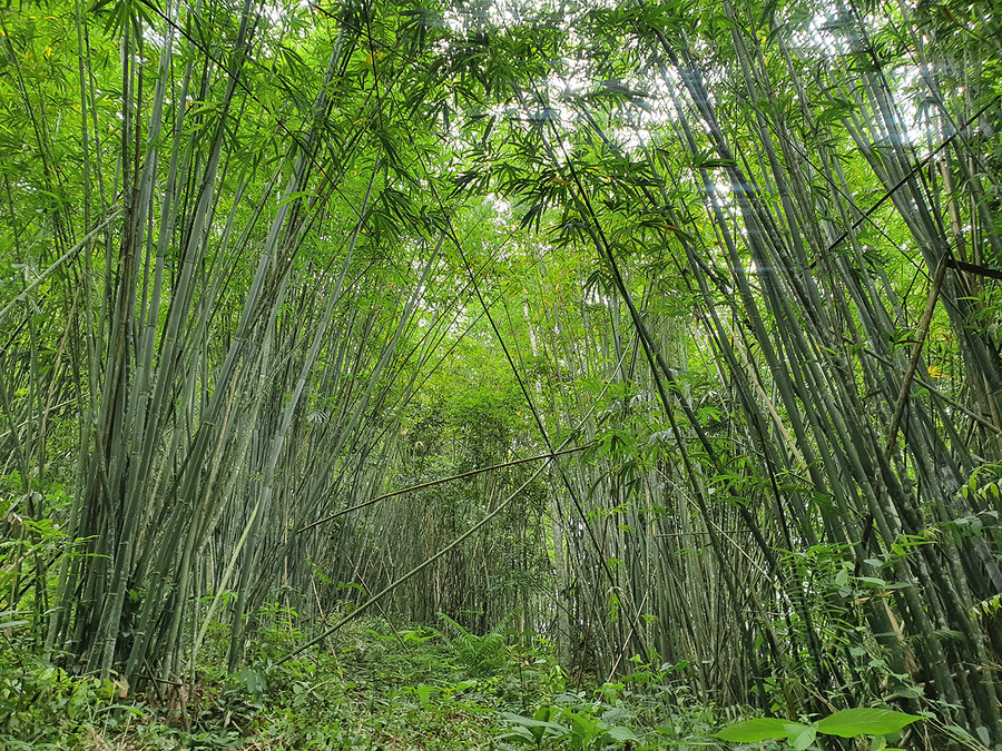 Cánh rừng lùng ở xã Đồng Văn, huyện Quế Phong.