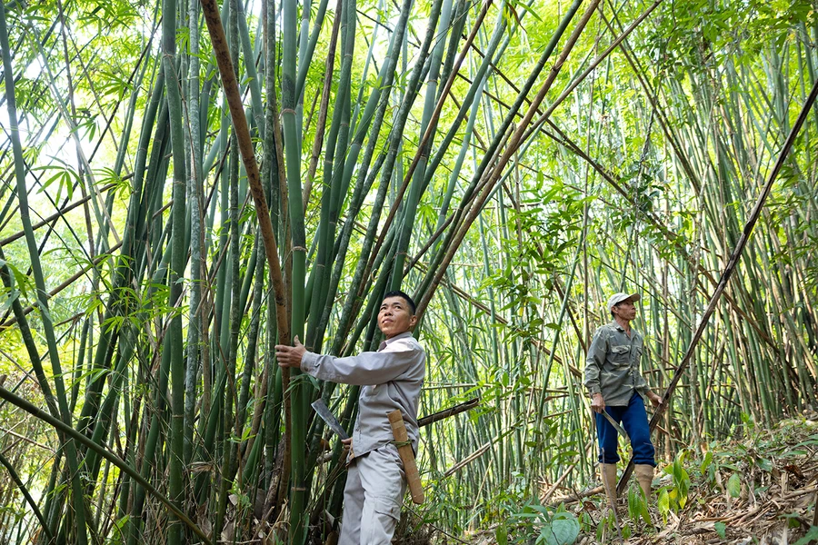 Người dân huyện Quế Phong, Nghệ An thu hoạch cây lùng.