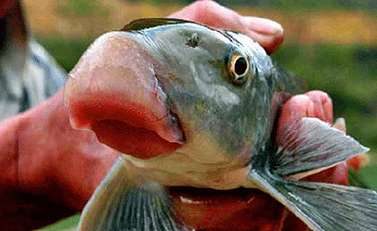 4-loai-ca-ban-dat-nhu-vang-o-viet-nam-1