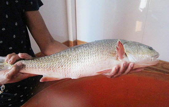 Là một loại cá quý hiếm, được cho là có giá trị chữa bệnh nên loại cá này được khá nhiều thương lái tìm mua. 4-loai-ca-ban-dat-nhu-vang-o-viet-nam