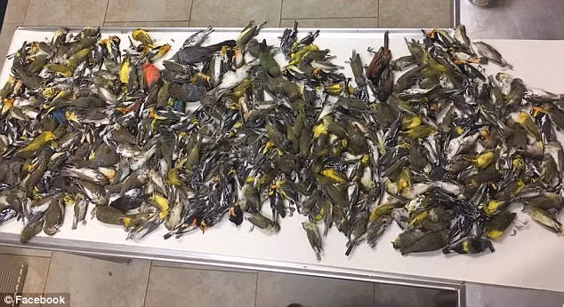 Kinh hoàng cảnh tượng hàng ngàn con chim xuất hiện tấn công đường phố - Ảnh 3.