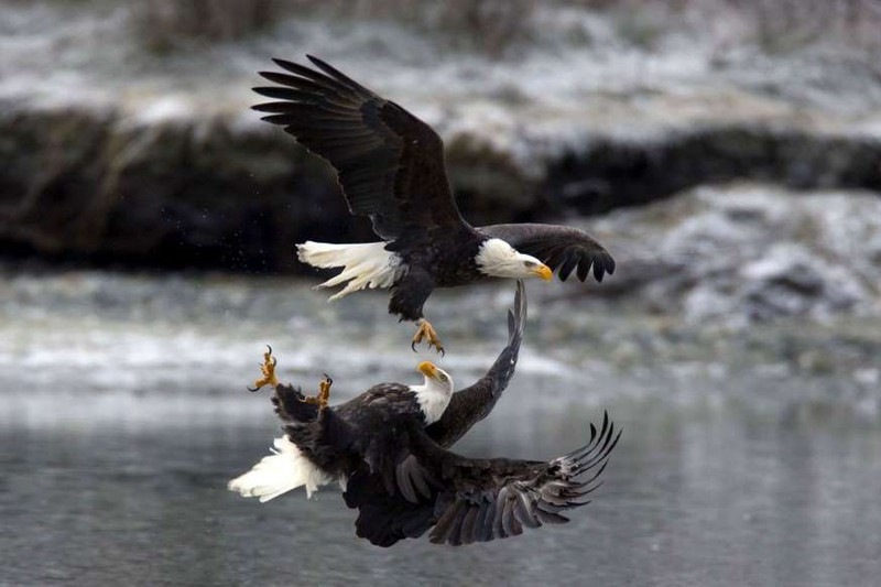 anh: cuoc san moi ngoan muc cua nhung "chua te bau troi" hinh 4