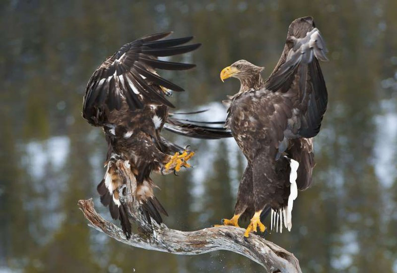 anh: cuoc san moi ngoan muc cua nhung "chua te bau troi" hinh 11