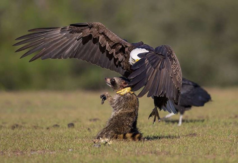 anh: cuoc san moi ngoan muc cua nhung "chua te bau troi" hinh 2