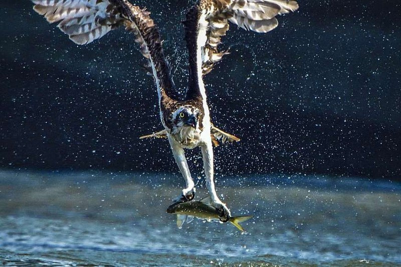 anh: cuoc san moi ngoan muc cua nhung "chua te bau troi" hinh 6