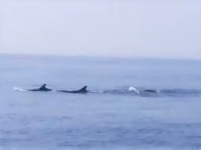 Cá heo xuất hiện trên vùng biển Cửa Đại khiến nhiều người phấn khích. (Ảnh: Cắt từ clip).