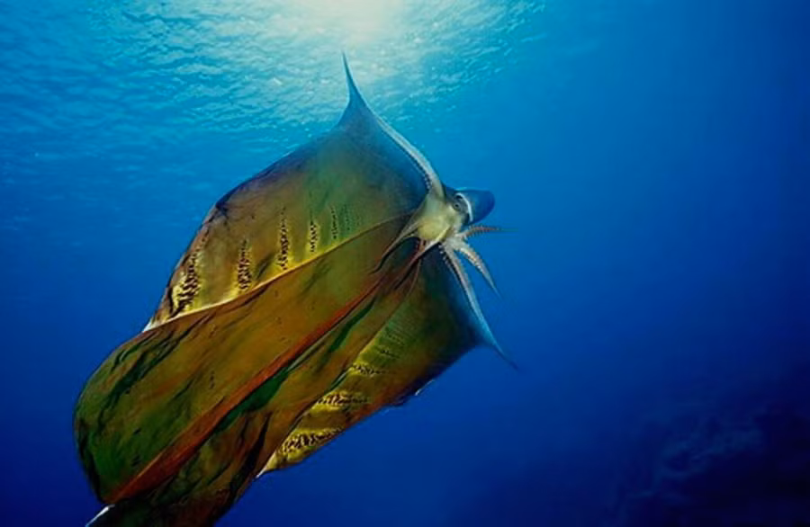 Anh: Bach tuoc chan - sinh vat hiem co va ky di bac nhat the gioi hinh anh 4