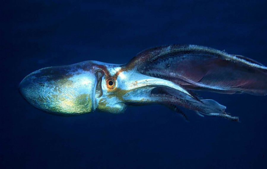 Anh: Bach tuoc chan - sinh vat hiem co va ky di bac nhat the gioi hinh anh 7