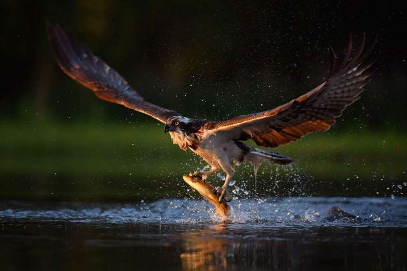 anh: cuoc san moi ngoan muc cua nhung "chua te bau troi" hinh 7