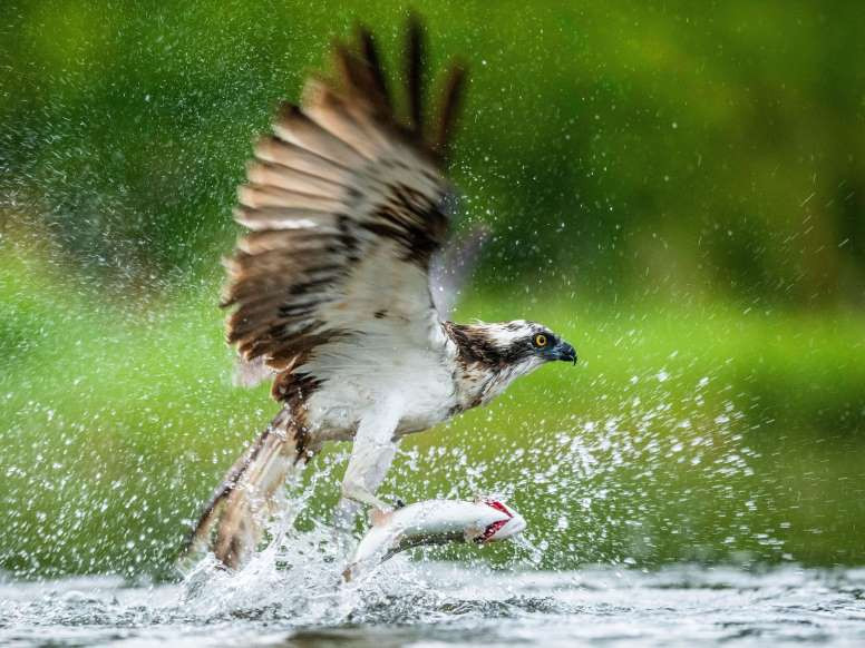 anh: cuoc san moi ngoan muc cua nhung "chua te bau troi" hinh 15