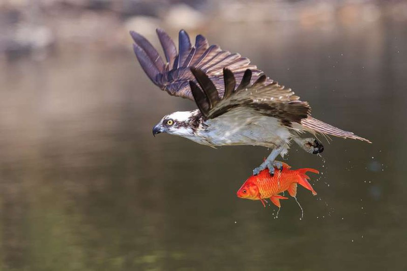 anh: cuoc san moi ngoan muc cua nhung "chua te bau troi" hinh 3