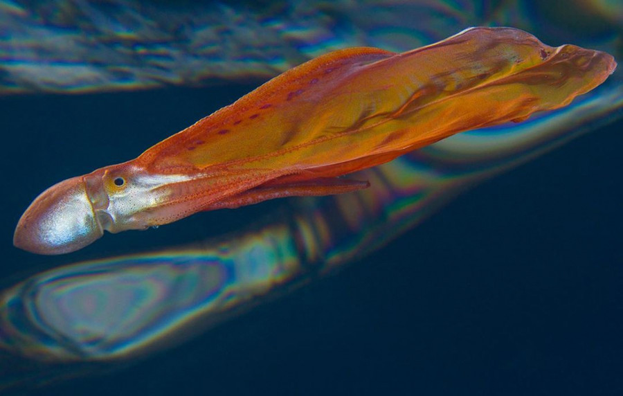 Anh: Bach tuoc chan - sinh vat hiem co va ky di bac nhat the gioi hinh anh 2