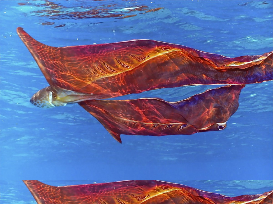 Anh: Bach tuoc chan - sinh vat hiem co va ky di bac nhat the gioi hinh anh 3