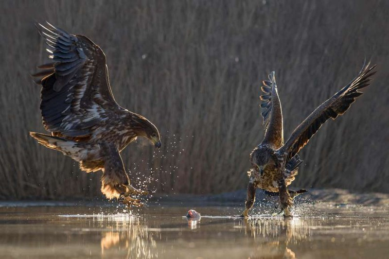 anh: cuoc san moi ngoan muc cua nhung "chua te bau troi" hinh 13