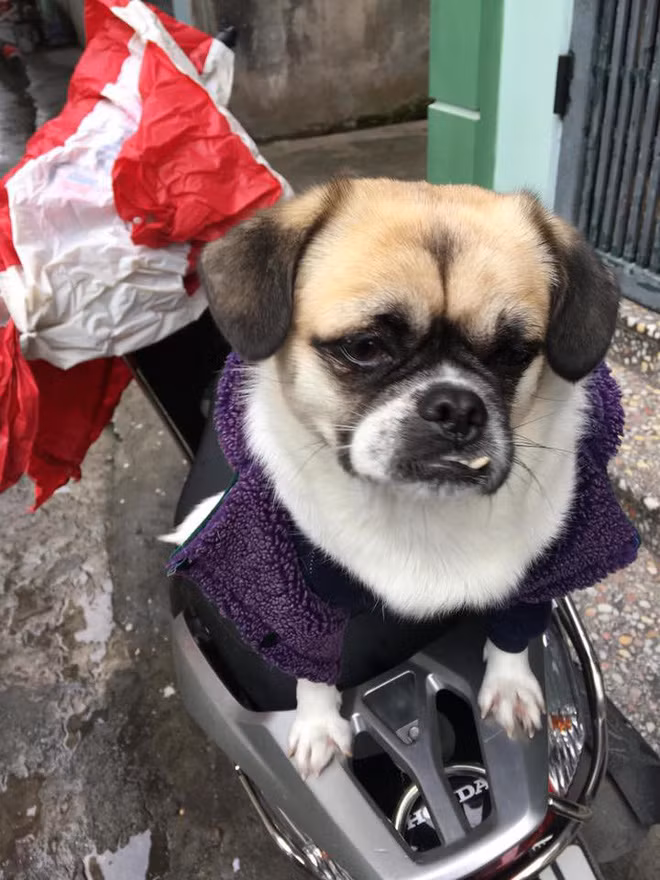 Quá đau buồn vì chó cưng bỏ đi, thanh niên xăm hình lên vai và điều bất ngờ đã xuất hiện vào ngày thứ 3 - Ảnh 2.