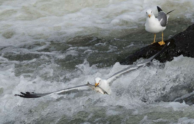 anh: cuoc san moi ngoan muc cua nhung "chua te bau troi" hinh 12