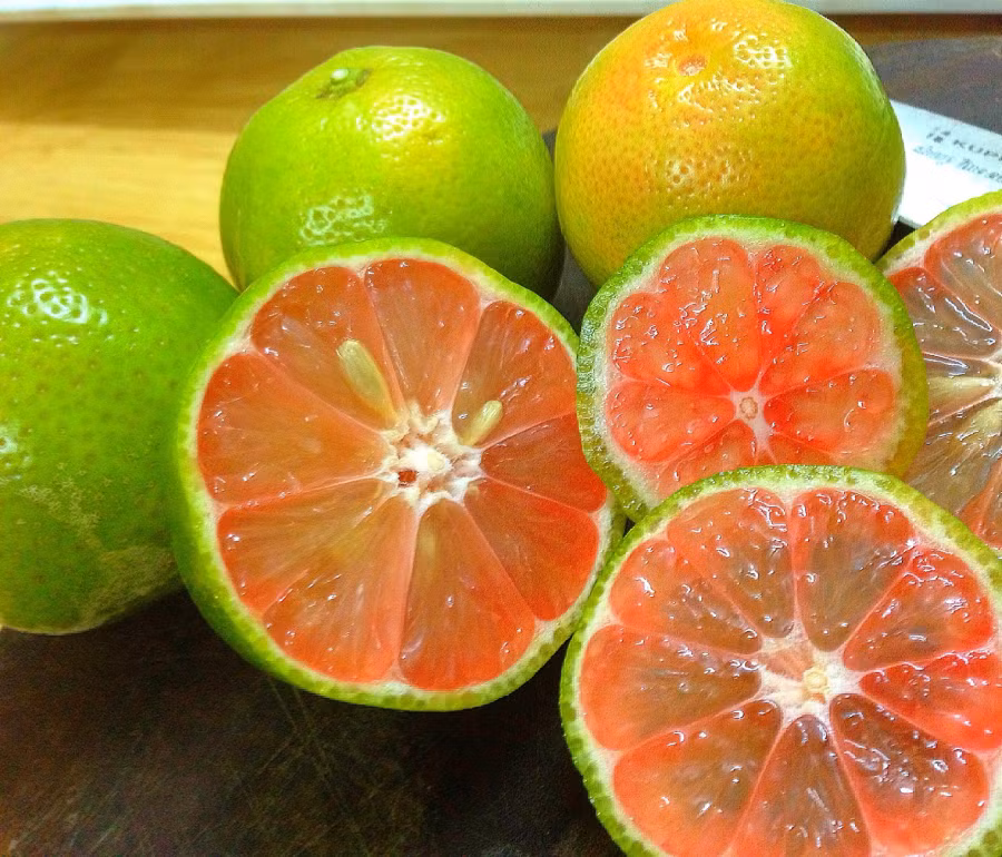 loi-ich-chua-benh-cua-chanh-dao