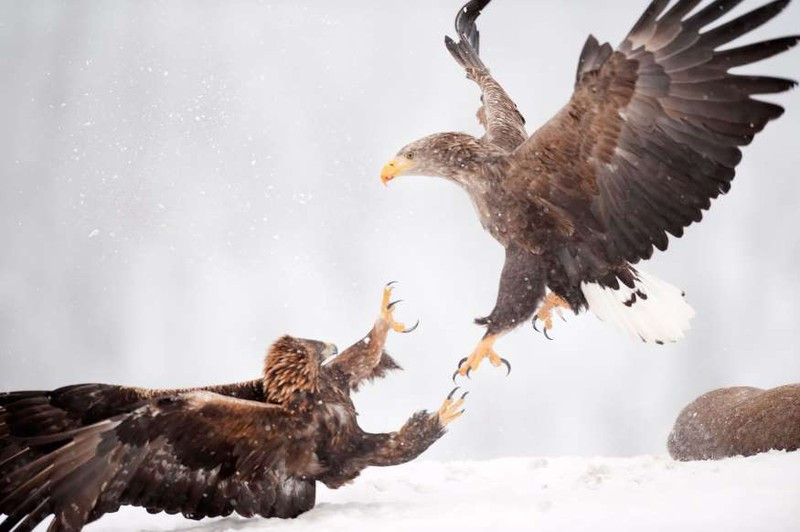 anh: cuoc san moi ngoan muc cua nhung "chua te bau troi" hinh 8