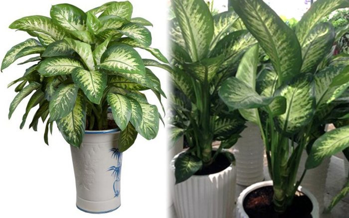 9 loại cây vượng tài lộc nên trồng trước nhà ảnh 6