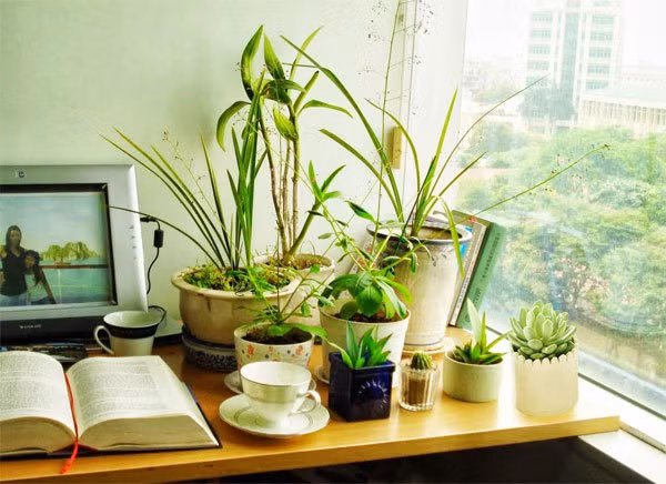 Cách đơn giản giúp cây cảnh để bàn lúc nào cũng xanh tốt ảnh 2