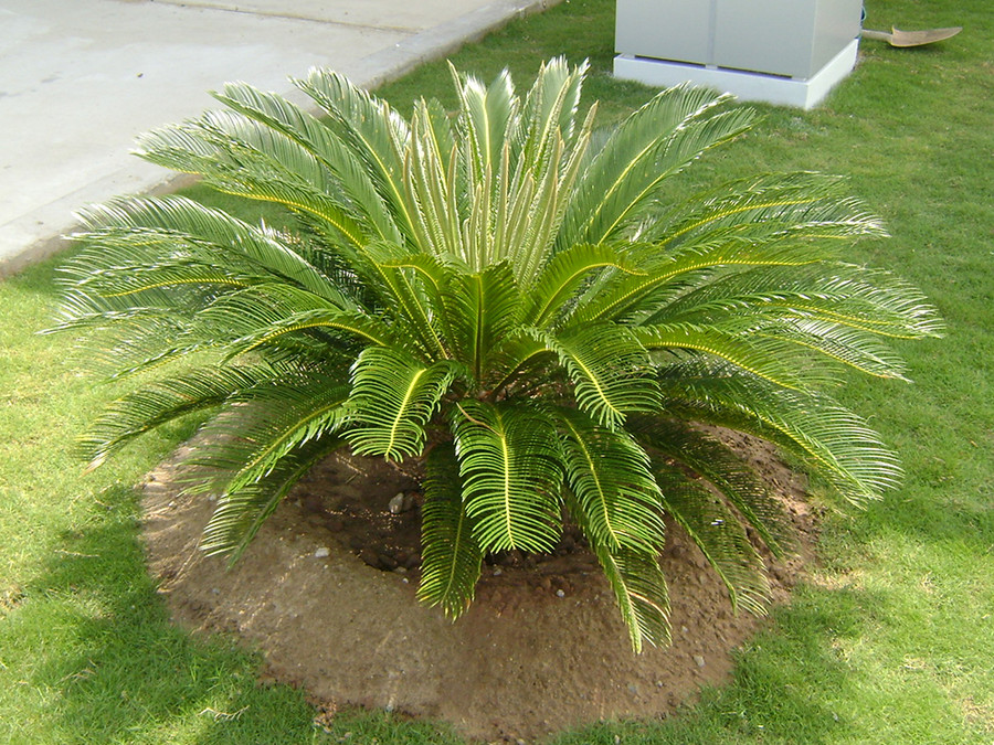 9 loại cây vượng tài lộc nên trồng trước nhà ảnh 2