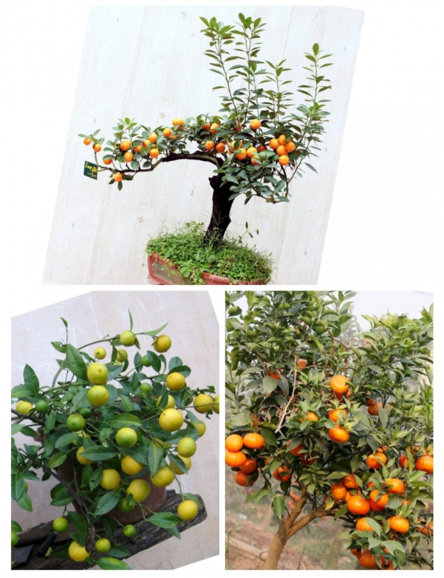 9 loại cây vượng tài lộc nên trồng trước nhà ảnh 5