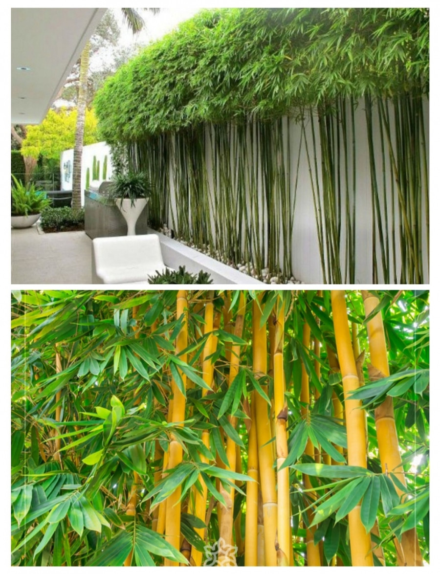 9 loại cây vượng tài lộc nên trồng trước nhà ảnh 7