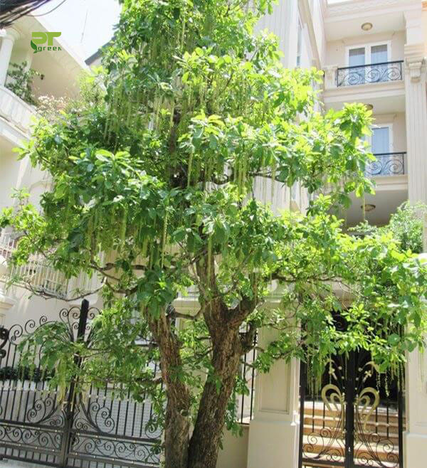 9 loại cây vượng tài lộc nên trồng trước nhà ảnh 1