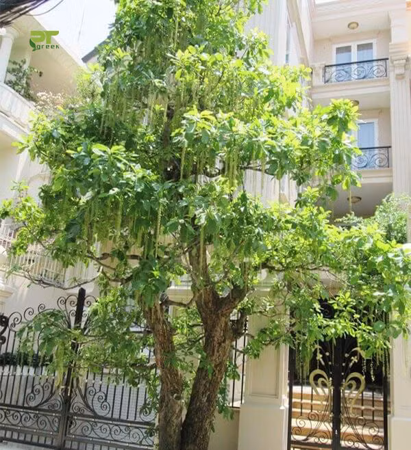 9 loại cây vượng tài lộc nên trồng trước nhà ảnh 1