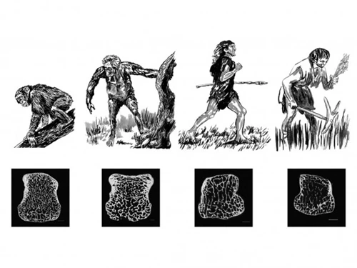 Sự thay đổi xương xốp trên xương tay của tinh tinh, vượn người nguyên thủy Australopithecus africanus, người Neanderthal, người hiện đại (theo thứ tự từ trái sáng phải).