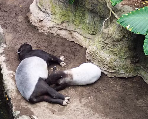 Heo vòi có thể xuất hiện với hình dáng pha trộn giữa lợn và thú ăn kiến, nhưng nó có thời gian mang thai dài tương tự như ngựa và tê giác. Một con heo vòi con được sinh ra sau 13 tháng nằm trong bụng mẹ, chúng có màu nâu đặc biệt và sọc màu xám giúp ngụy trang khỏi động vật ăn thịt.