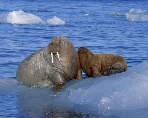 Hải mã có tỷ lệ sinh sản thấp nhất và thời kỳ mang thai dài nhất trong số các loài động vật chân màng (một nhóm động vật có vú bao gồm hải cẩu và sư tử biển). Thời gian mang thai của hải mã từ 15 đến 16 tháng.