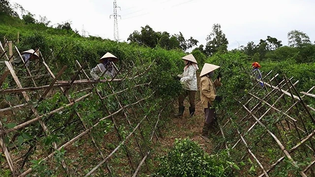 Chàng trai “phủ sóng” cây dược liệu khắp miền Tây xứ Nghệ