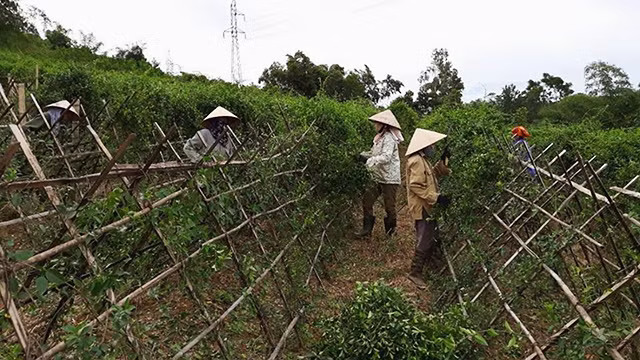 Chàng trai “phủ sóng” cây dược liệu khắp miền Tây xứ Nghệ