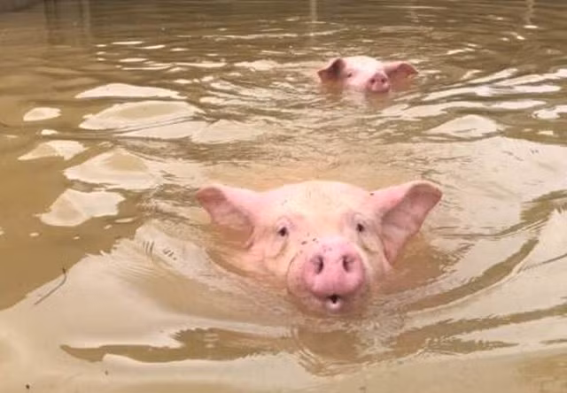 Nước lụt dâng cao tràn từ sông Hép (tỉnh Thanh Hóa) vào trang trại chăn nuôi khiến hàng nghìn con lợn chết đuối, nổi “lềnh bềnh”. Hiện chính quyền địa phương và ngành chức năng chỉ còn biết đợi nước rút để tiến hành tiêu hủy và phòng chống dịch. (Ảnh: Duy Tuyên)
