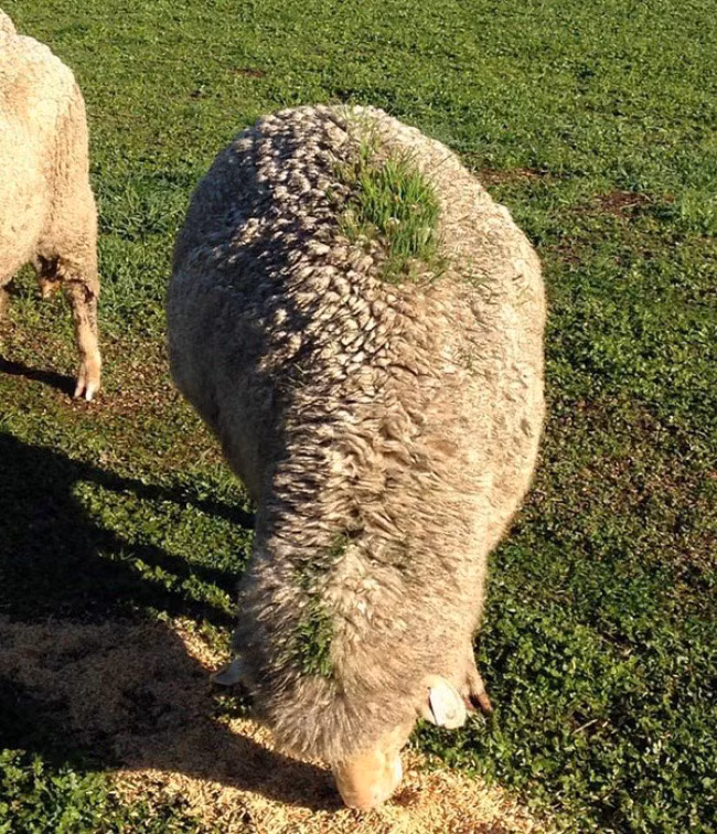 Những hình ảnh khiến bạn cảm thấy hoang mang như lạc vào hành tinh khác - Ảnh 9.