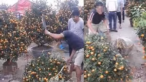 Nhất định không bán cho khách với giá rẻ, người đàn ông cầm dao chặt quất cảnh giữa chợ