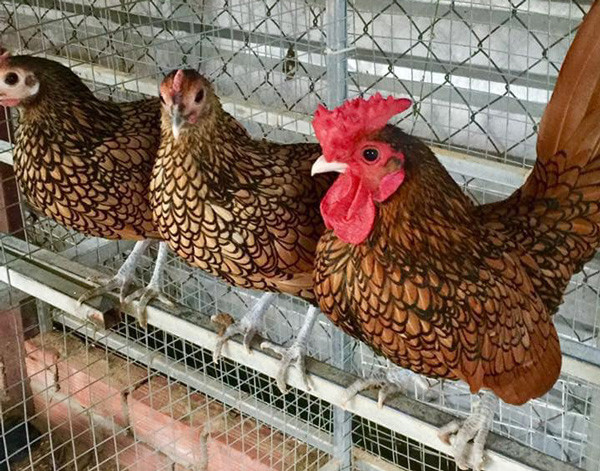 Có tiền cũng khó mua loại gà bé tý giá gần chục triệu đồng/cặp Có tiền cũng khó mua loại gà bé tý giá gần chục triệu đồng/cặp-3