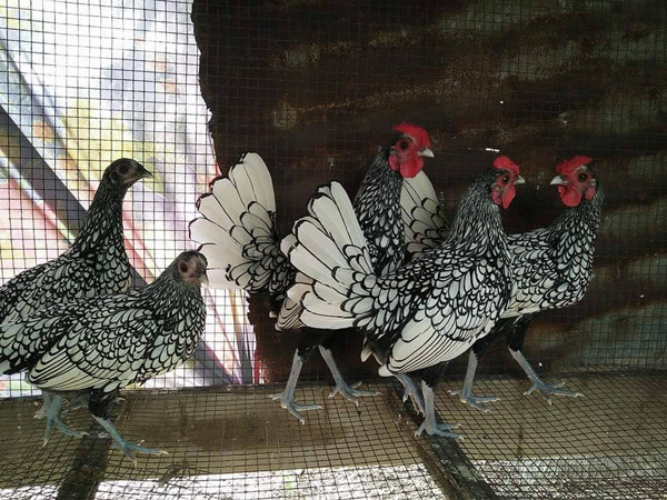 Có tiền cũng khó mua loại gà bé tý giá gần chục triệu đồng/cặp Có tiền cũng khó mua loại gà bé tý giá gần chục triệu đồng/cặp-2