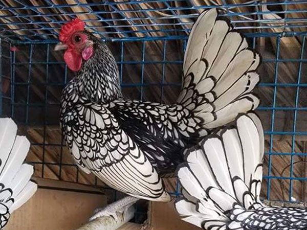 Có tiền cũng khó mua loại gà bé tý giá gần chục triệu đồng/cặp Có tiền cũng khó mua loại gà bé tý giá gần chục triệu đồng/cặp-1