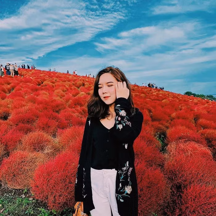 Đồi cỏ ở Nhật Bản đồng loạt chuyển màu đỏ rực ảnh 7