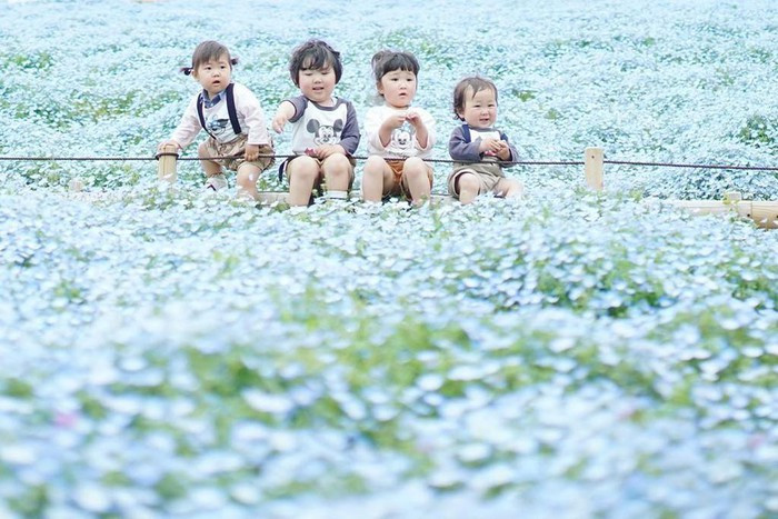 Đồi cỏ ở Nhật Bản đồng loạt chuyển màu đỏ rực ảnh 15 Đồi cỏ ở Nhật Bản đồng loạt chuyển màu đỏ rực ảnh 15