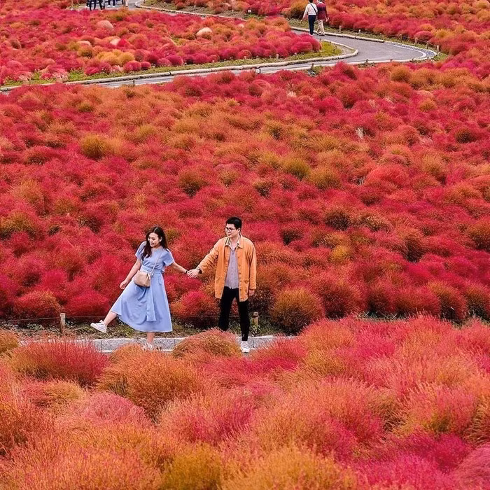 Đồi cỏ ở Nhật Bản đồng loạt chuyển màu đỏ rực ảnh 9