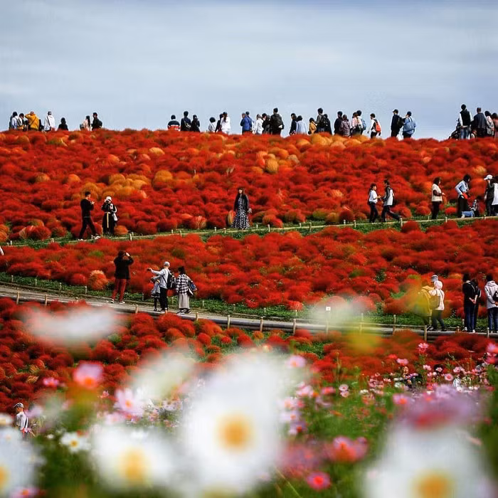 Đồi cỏ ở Nhật Bản đồng loạt chuyển màu đỏ rực ảnh 4