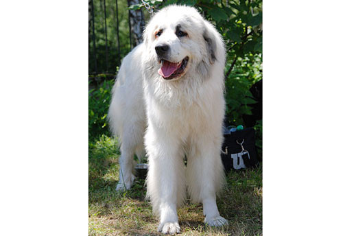 9. Chó núi Pyrenees - Chiều cao: 76- 99cm - Cân nặng: 52-59kg 9. Chó núi Pyrenees - Chiều cao: 76- 99cm - Cân nặng: 52-59kg