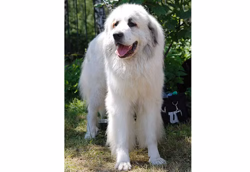 9. Chó núi Pyrenees - Chiều cao: 76- 99cm - Cân nặng: 52-59kg