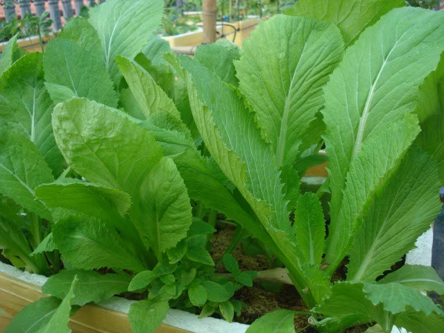 Ăn thịt gà cần biết những đại kỵ này kẻo 