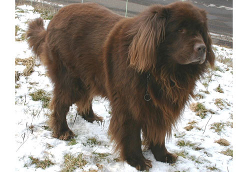 7. Chó cứu hộ Newfoundland - Chiều cao: 68-76cm - Cân nặng: 60-70kg 7. Chó cứu hộ Newfoundland - Chiều cao: 68-76cm - Cân nặng: 60-70kg